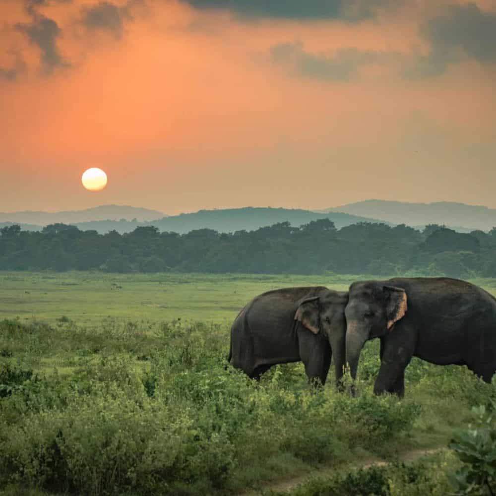 Luxusreisen Sri Lanka