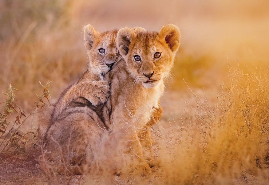 Luxusreisen Namibia