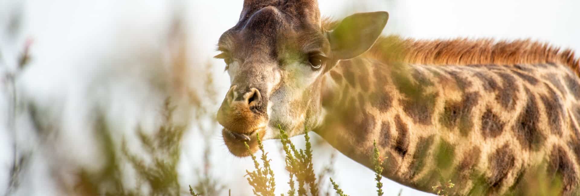 Gondwana Game Reserve Wildlife