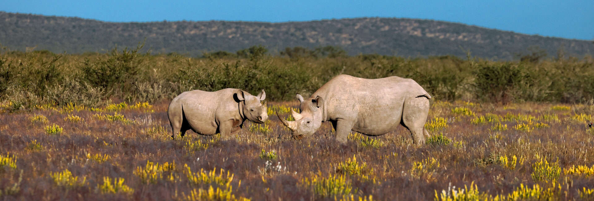 Etosha Heights - Black Rhino