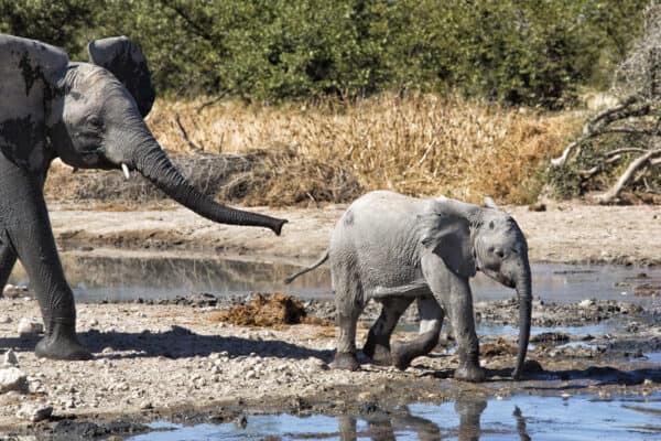 Etosha Safarihoek Lodge - Etosha Heights - Elephant