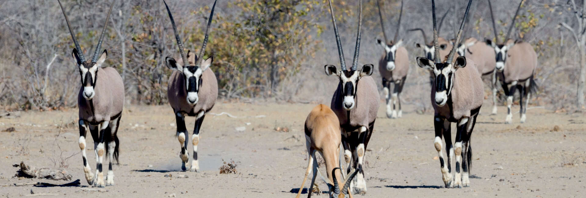 Etosha Heights - Gemsbok